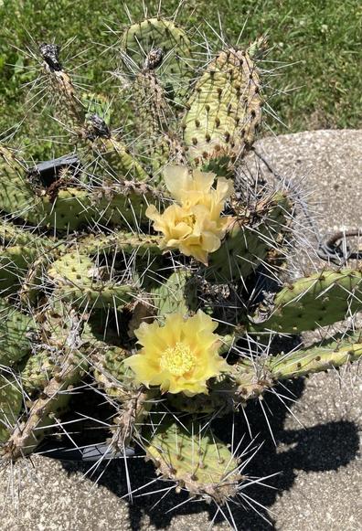 A prickly pear cactus with some very thorny pads and two frilly yellow flowers — one fully open, the other not quite at full bloom.