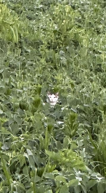 A black and white cat’s head pokes out of a field of green.