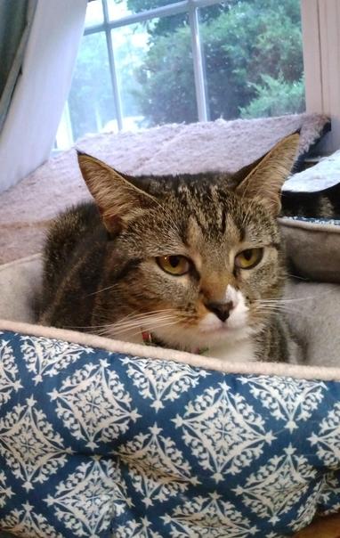 A sleepy-eyed Pax, our little tabby cat with white markings, is lying in her turquoise and white cat bed by a window.  Her amber-colored eyes are beginning to look weary.  Sleep is not far away.