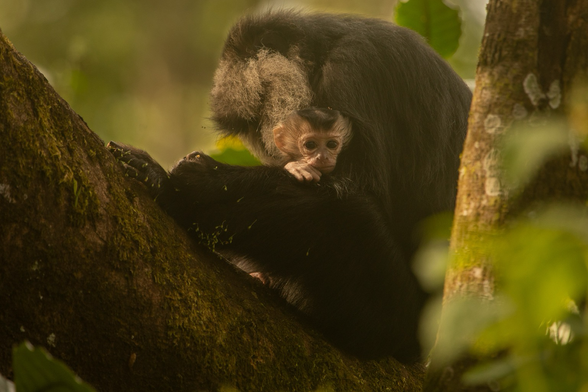 An infant of a Lion-tailed macaque resting on the lap of its mother, who is sitting on a branch and grooming itself.