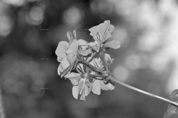 Flowers, closeup, black and white, photo