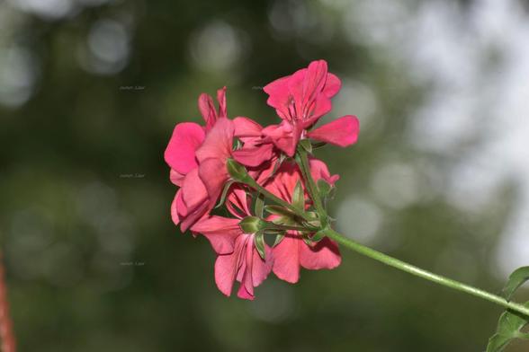 Flowers, closeup, color, photo