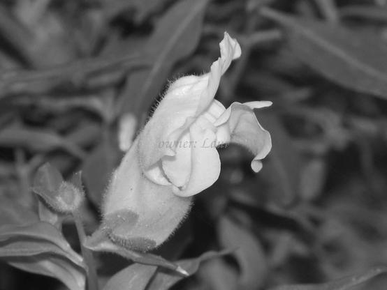 Flower, closeup, black and white, photo