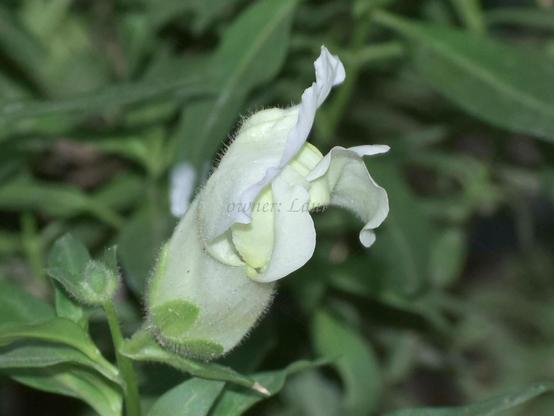 Flower, closeup, color, photo