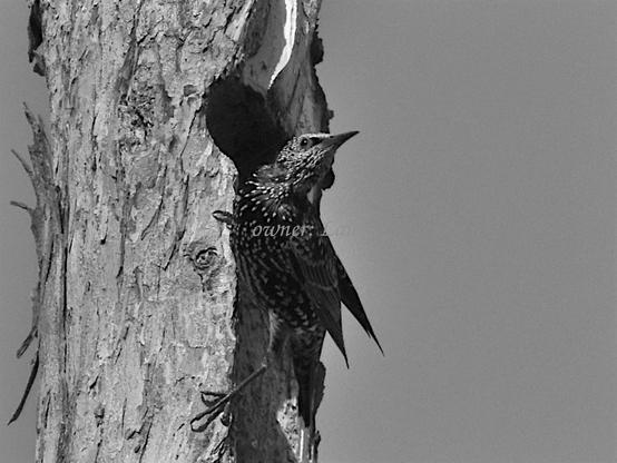 Bird, black and white, photo