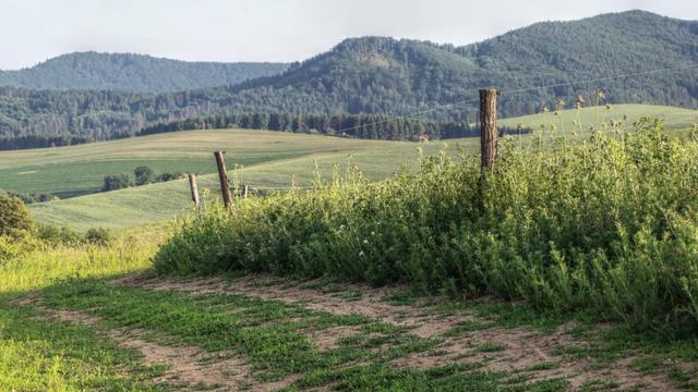 Evening photo of a field road lined by a fence made from rough logs and wire. There is a high thick grass and weed on the other side of the fence. Further back in the distance are green rolling pastures and forest-covered hills. The sky is clear and blue.