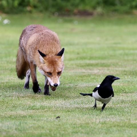 A female Fox chasing a Magpie away. The Magpie was trying to steal food. The Fox has still some food in her mouth. The Magpie is quite often successful stealing food and appears to be not too frightened of the Fox.