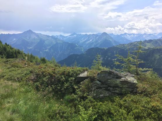im Vordergrund Gras, Alpenrosen und ein Felsen, dahinter Nadelbäume und der Alpenhauptkamm, der Himmel ist bewölkt