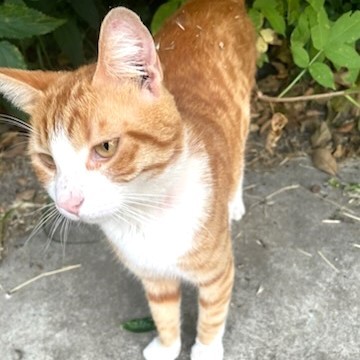 jeune chat roux et blanc dans une cour (ciment + arbres)