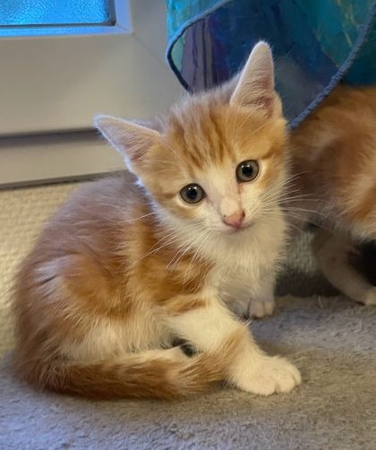 chaton roux et blanc