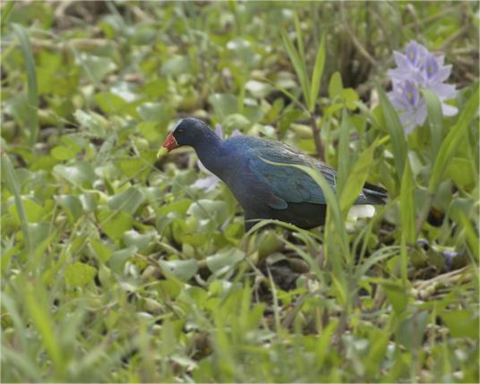 A deep purple bird with a candy-corn-colored bill of red and yellow and a pale blue hint of shield above that bill is strolling in a serene and sunny field of water hyacinth. One of the hyacinth in full bloom can be seen in the upper right of the photo. This is Purple Gallinule enjoying a soggy wetland on the Osa Peninsula in Costa Rica. Photo by Peachfront.