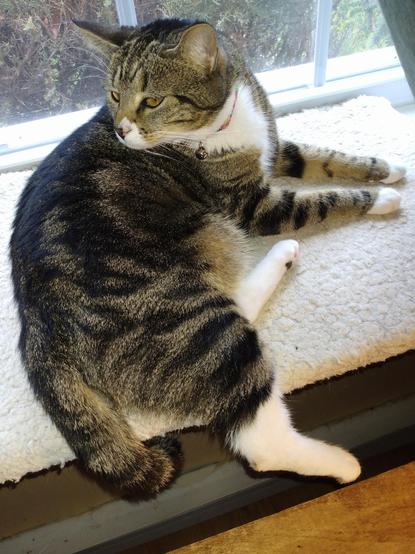 Pax, our tabby cat with white markings, is lying on her side on a soft, fuzzy, white window shelf.  She is looking over her shoulder at something in the room.  Her two striped forelegs with white mittens are straight out in front of her, lying flat against the window shelf.  Her long striped tail and one long, white hind foot are dangling down over the edge.