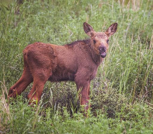 A baby moose standing in amid a green field, eating some vegetation and gazing at the camera in Grand Teton NP Wyoming.