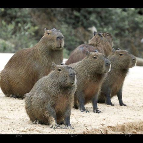 Imagen de un capibara