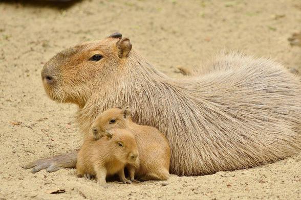 Imagen de un capibara