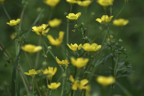 Flowers, color, photo