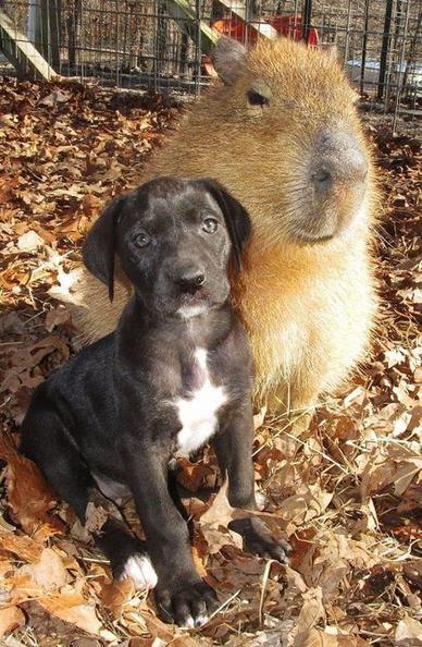 Imagen de un capibara