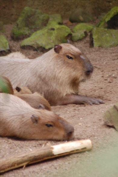 Imagen de un capibara