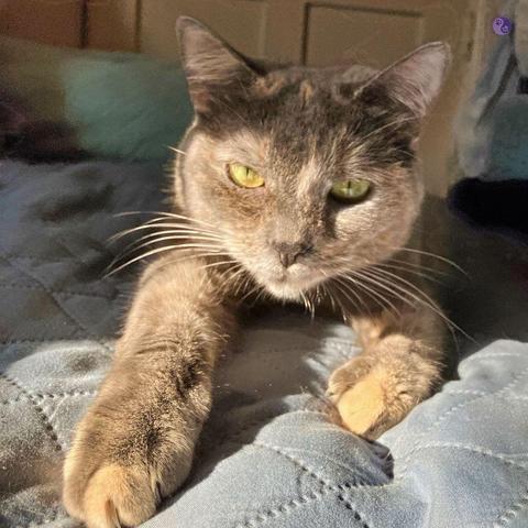 A dilute tortoiseshell cat on a green daybed cover, looking into the 
lens with big golden eyes. There's a look of determination as she edges her face into the sunlight, room shadow above her eyes, while her forelegs are stretched in front of her, paws reaching for more sunlight.