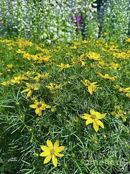 Vibrant Yellow Coreopsis Flowers