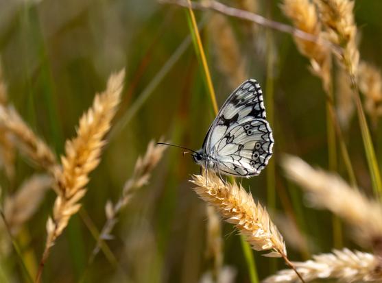 Un papillon demi-deuil (avec des ailes blanches décorées de motifs noirs comme de la dentelle) sur une graminé toute sèche. L'insecte est entouré d'autres herbes plus ou moins vertes ou jaunes.