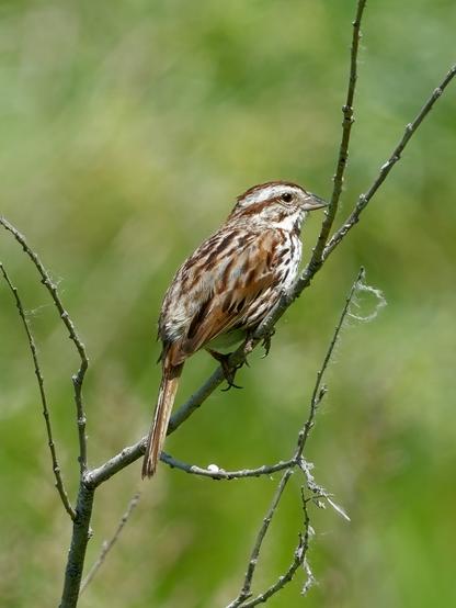 Fairly large with a long, rounded tail. Overall coarsely patterned with gray and brown, usually with more reddish-brown wings and tail. Look especially for thick brown streaks on the underparts and a broad dark mustache stripe