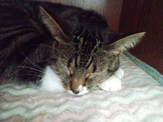 Our tabby cat with white markings, named Pax, is lying on a soft, pink and white blanket in a nook in a bookcase/entertainment center.  She is fast asleep .  Her head is resting on her two front paws.