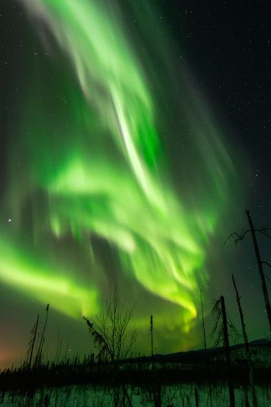 Bright green and faint purple bands of aurora stretch and twist across the night sky, appearing almost like flowing fabric. The northern lights rise above a snow-covered forest with bare, charred trees in the foreground, silhouetted against the glowing sky. A few stars are visible between the brighter ribbons of aurora. The image was taken from the Granite Tors Trail near Fairbanks, Alaska.