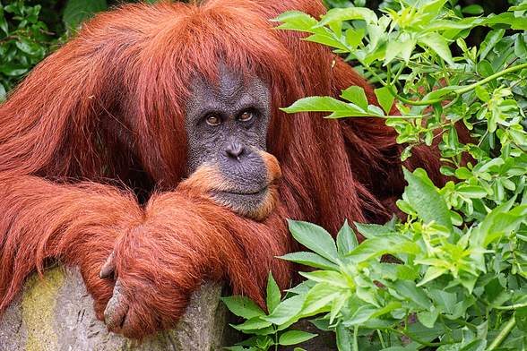 Young adult orang-utan slumped over a rock, surrounded by green vegetation. It has its head on its hands and is looking into the camera with a resigned expression.