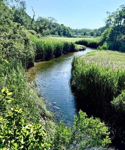 Photo of narrow inlet in marsh with tall grasses on each side of inlet:  Green trees at far end of marsh.  Blue sky overhead.