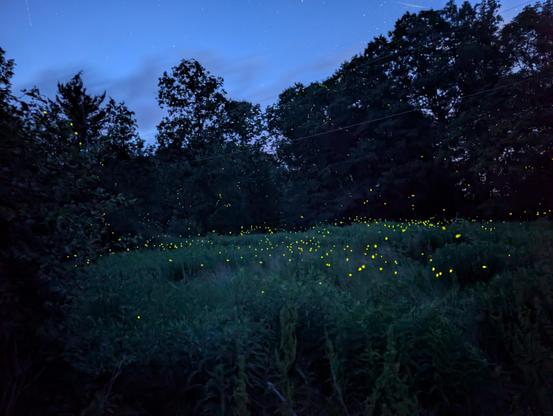 Long exposure picture of a field with fireflies galore