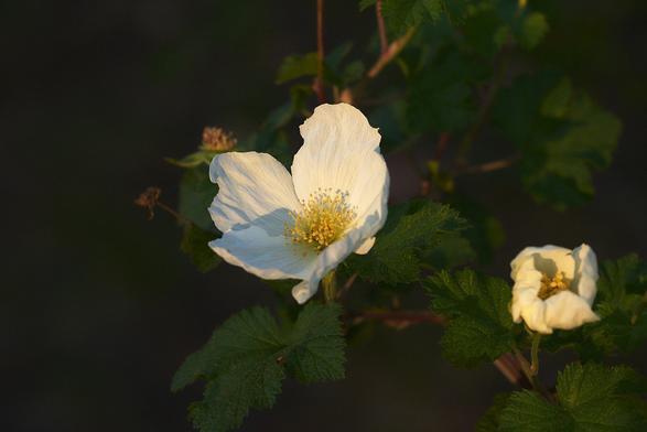 A white flower with a yellow center blooms among green leaves in soft light.