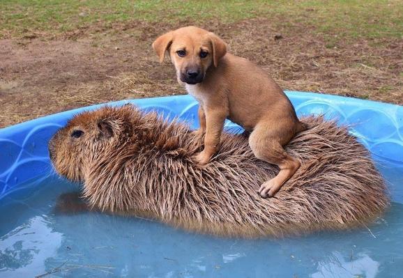 Imagen de un capibara