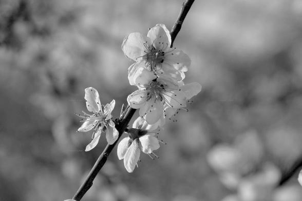 Flowers, closeup, black and white, photo