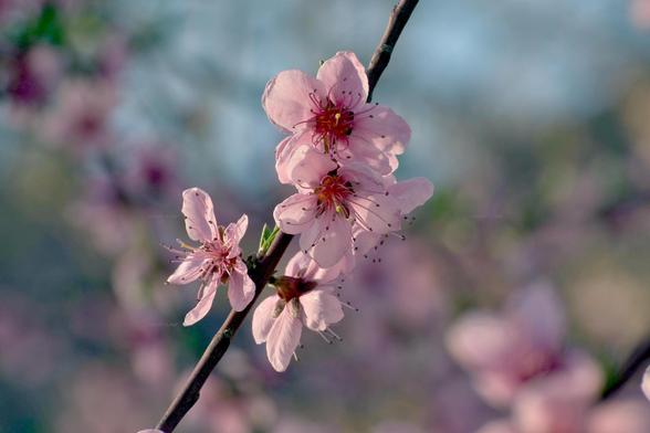 Flowers, closeup, color, photo