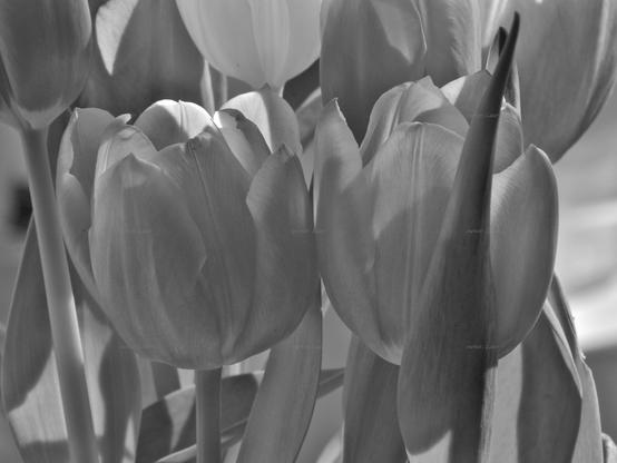 Flowers, closeup, black and white, photo