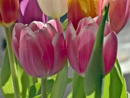 Flowers, closeup, color, photo