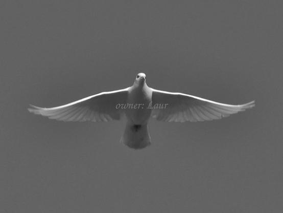 Bird, black and white, photo