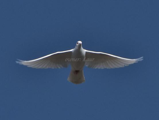 Bird, color, photo