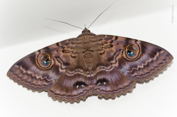 A grandmother's cloak moth, beautifully symmetrical,  rich dark brown with undulating patterns, scalloped wing edges, and two eye-spots. Analog at a distance, digital close up (see next shot).