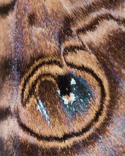 Macro close-up of a single eye-spot on the Speredonia moth wing, showing the individual scales, effectively pixels, making up the pattern. BlueSky's compression algorithms might make this hard to see, unfortunately, but the texture gives the idea.