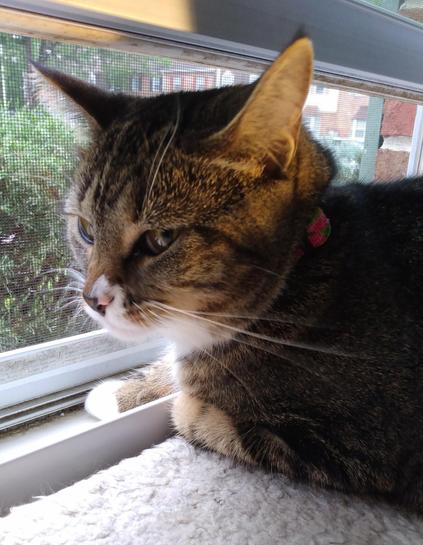 Pax, our tabby cat with white markings, is at her favorite spot for birdwatching.  She is lying on a soft, white window shelf.  Her amber-colored eyes look content.