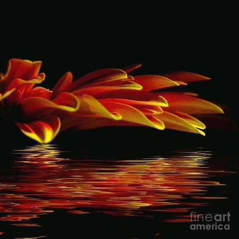 **ACHIEVED 1ST PLACE IN FAA CONTEST - "November Logo Creative Zen" - November 2016

by Kaye Menner Photography
https://kaye-menner.pixels.com/featured/midnight-glow-by-kaye-menner-kaye-menner.html

Glowing Gerbera daisy petals in red and yellow reflecting on water at night.
THE FINE ART AMERICA LOGO WILL NOT APPEAR ON PURCHASED PRINTS OR PRODUCTS.