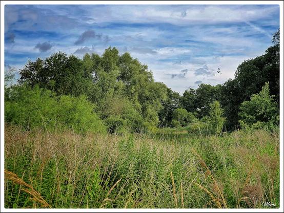 Bildbeschreibung:
Eine wild bewachsen Fläche. Im Vordergrund hüfthohes Gras und Brennnesseln; rundherum Büsche und Bäume vor einem graublau bewölktem Himmel.