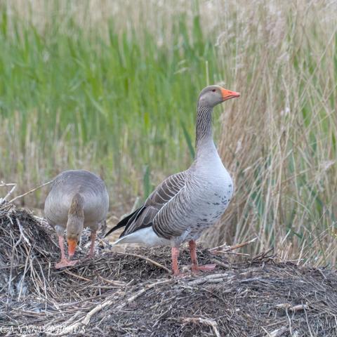 Two greylag geese stand on a mound of dry grass; one is looking down while the other faces forward. Tall grass and reeds are in the background.