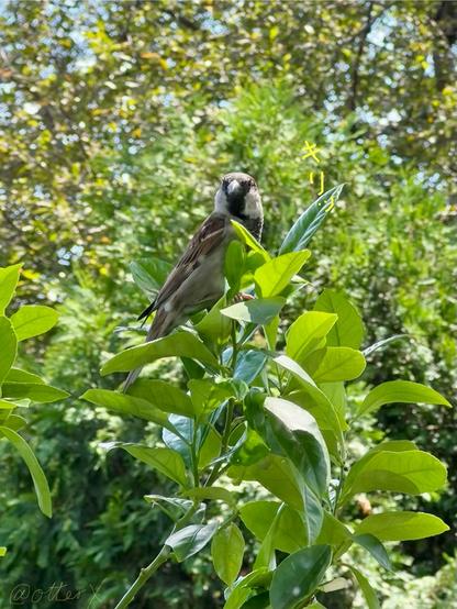 The male sparrow perched on the top of my lemon tree, looking majestic as if he was an eagle, looking straight this way. The background is two layers of different greens; the emerald arborvitae tree and the tall crabapple tree. The lemon leaves in the foreground makes the third layer.