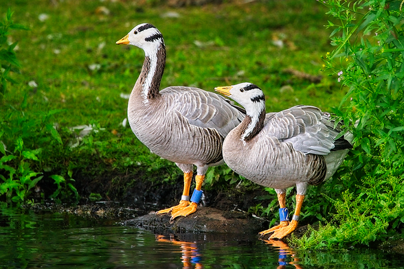Pair of adult geese stood on rocks at the edge of the water. They are white, brown, grey and black with orange bills and feet. They have black horizontal bar markings on their heads, giving them their name.