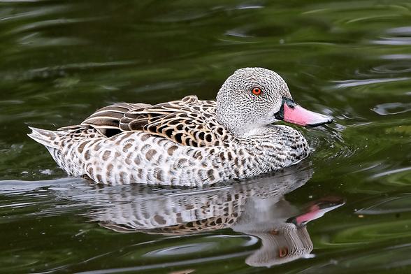 Grey, white and brown duck swimming on the water. It has mottled plumage, a red eye and orange bill. Its reflection is visible beneath it.