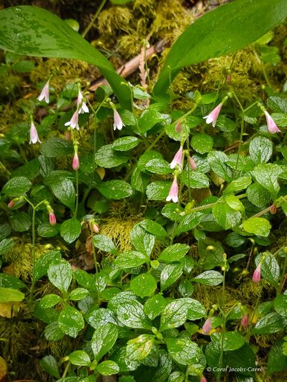 A patch of tiny twinflowers blooms in the shade.  The small ( half inch) oval green leaves glisten with rain. The white and pink trumpet shaped flowers are attached in pairs to stems that split in two, one side for each flower.  The flowers face down, the corollas end in five lobes. Here the plants are surrounded by mosses, whose yellow green contrasts with the bright twinflower leaves.