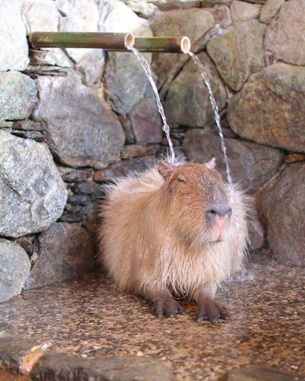 Imagen de un capibara